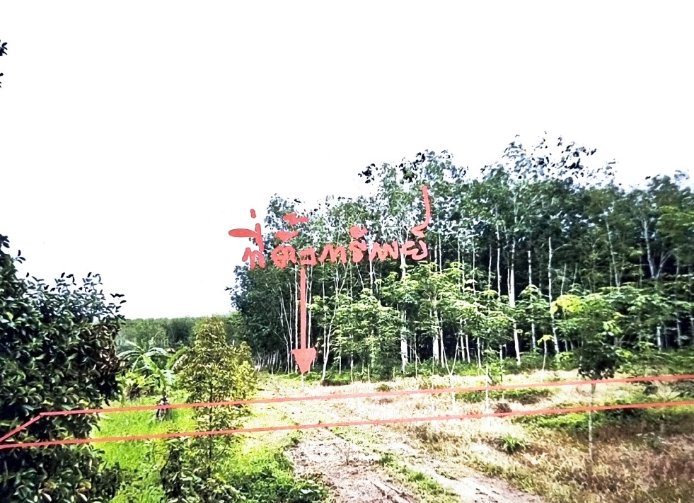 รูปที่ดินว่างเปล่า บางด้วน ปะเหลียน ตรัง