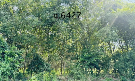 รูปที่ดินว่างเปล่า ไทยบุรี ท่าศาลา นครศรีธรรมราช