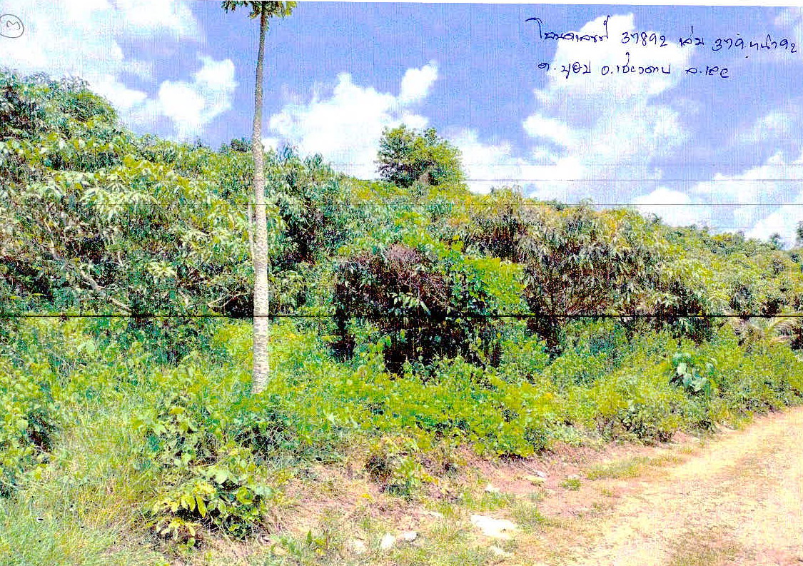 รูปที่ดินว่างเปล่า บุฮม เชียงคาน เลย