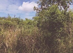 รูปที่ดินว่างเปล่า วังมะปราง วังวิเศษ ตรัง