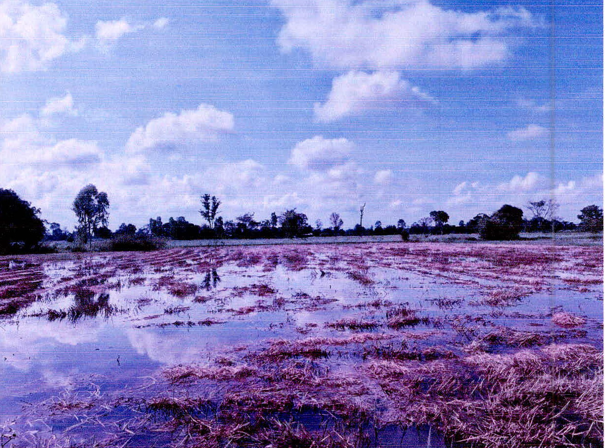 รูปที่ดินว่างเปล่า (ตาอุด)ศรีตระกูล ขุขันธ์ ศรีสะเกษ
