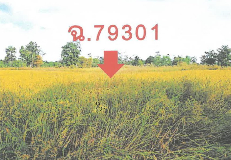 รูปที่ดินว่างเปล่า ทุ่งแต้ เมืองยโสธร ยโสธร