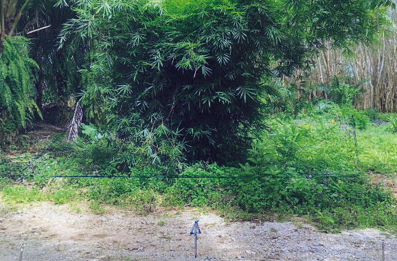 รูปที่ดินว่างเปล่า คลองพน คลองท่อม กระบี่