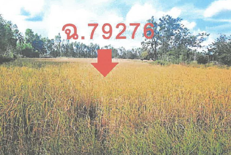 รูปที่ดินว่างเปล่า ทุ่งแต้ เมืองยโสธร ยโสธร