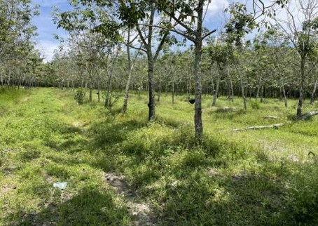 รูปที่ดินว่างเปล่า โพนงาม อากาศอำนวย สกลนคร