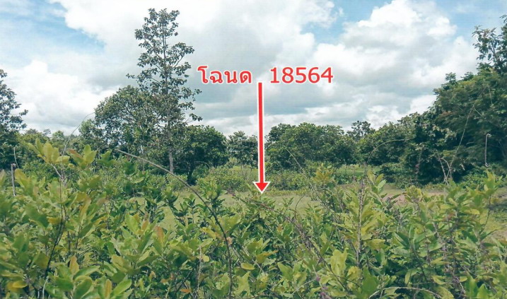 รูปที่ดินว่างเปล่า หนองบก เหล่าเสือโก้ก อุบลราชธานี