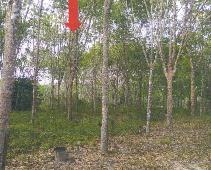รูปที่ดินว่างเปล่า หนองปรือ รัษฏา ตรัง
