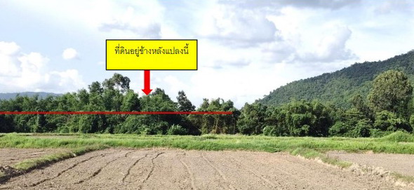 รูปที่ดินว่างเปล่า ชาติตระการ ชาติตระการ พิษณุโลก