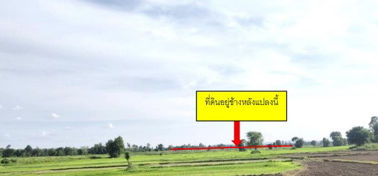 รูปที่ดินว่างเปล่า ชาติตระการ ชาติตระการ พิษณุโลก