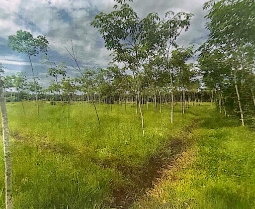 รูปที่ดินว่างเปล่า ไทยบุรี ท่าศาลา นครศรีธรรมราช