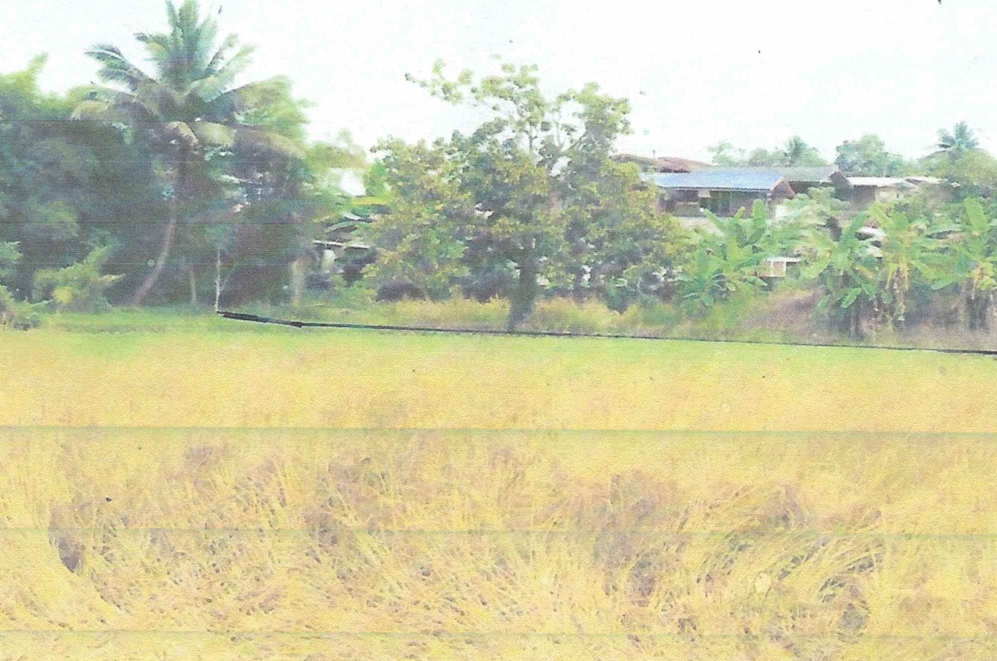รูปที่ดินว่างเปล่า ทรายขาว วังสะพุง เลย