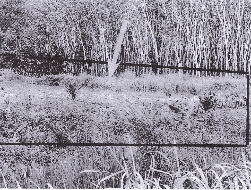 รูปที่ดินว่างเปล่า แก้วแสน นาบอน นครศรีธรรมราช