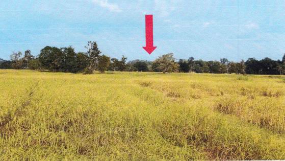 รูปที่ดินว่างเปล่า แจระแม เมืองอุบลราชธานี อุบลราชธานี