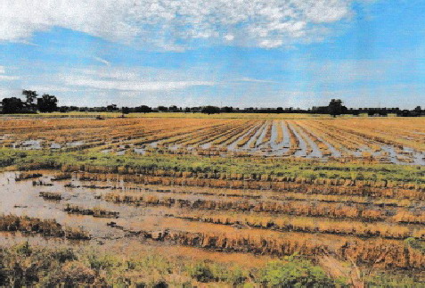 รูปที่ดินว่างเปล่า ทุ่งโพ หนองฉาง อุทัยธานี