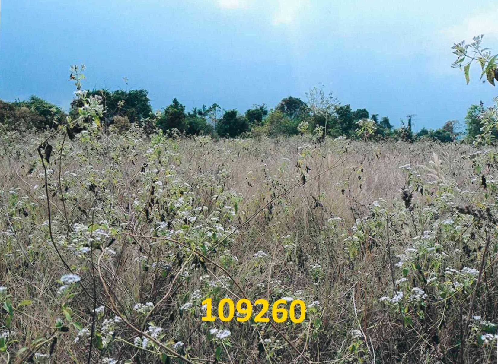 รูปที่ดินว่างเปล่า โป่ง บางละมุง ชลบุรี