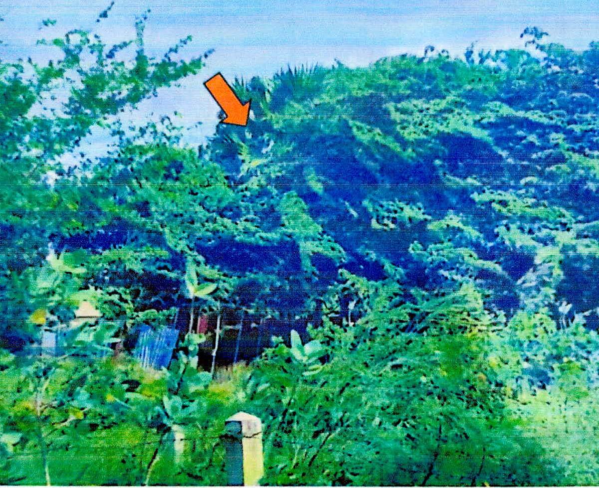 รูปที่ดินว่างเปล่า กำแพง อุทุมพรพิสัย ศรีสะเกษ