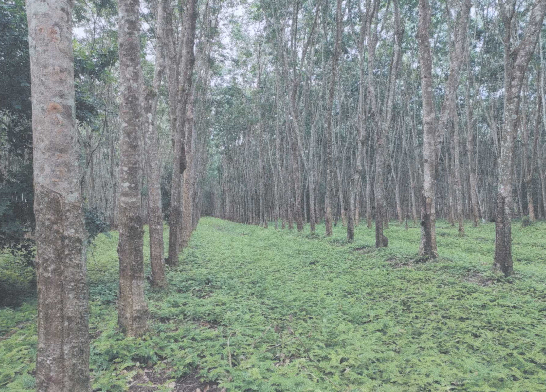 รูปที่ดินว่างเปล่า นากะชะ ฉวาง นครศรีธรรมราช