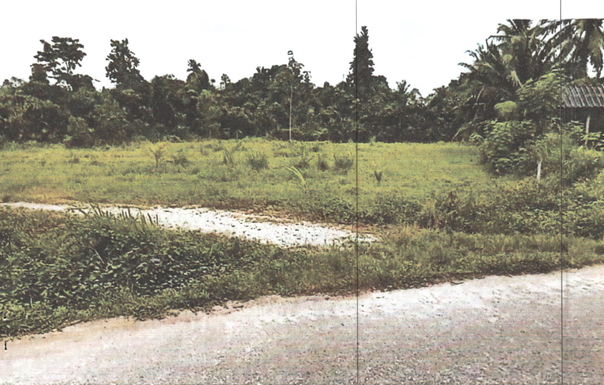 รูปที่ดินว่างเปล่า คลองใหญ่ ตะโหมด พัทลุง