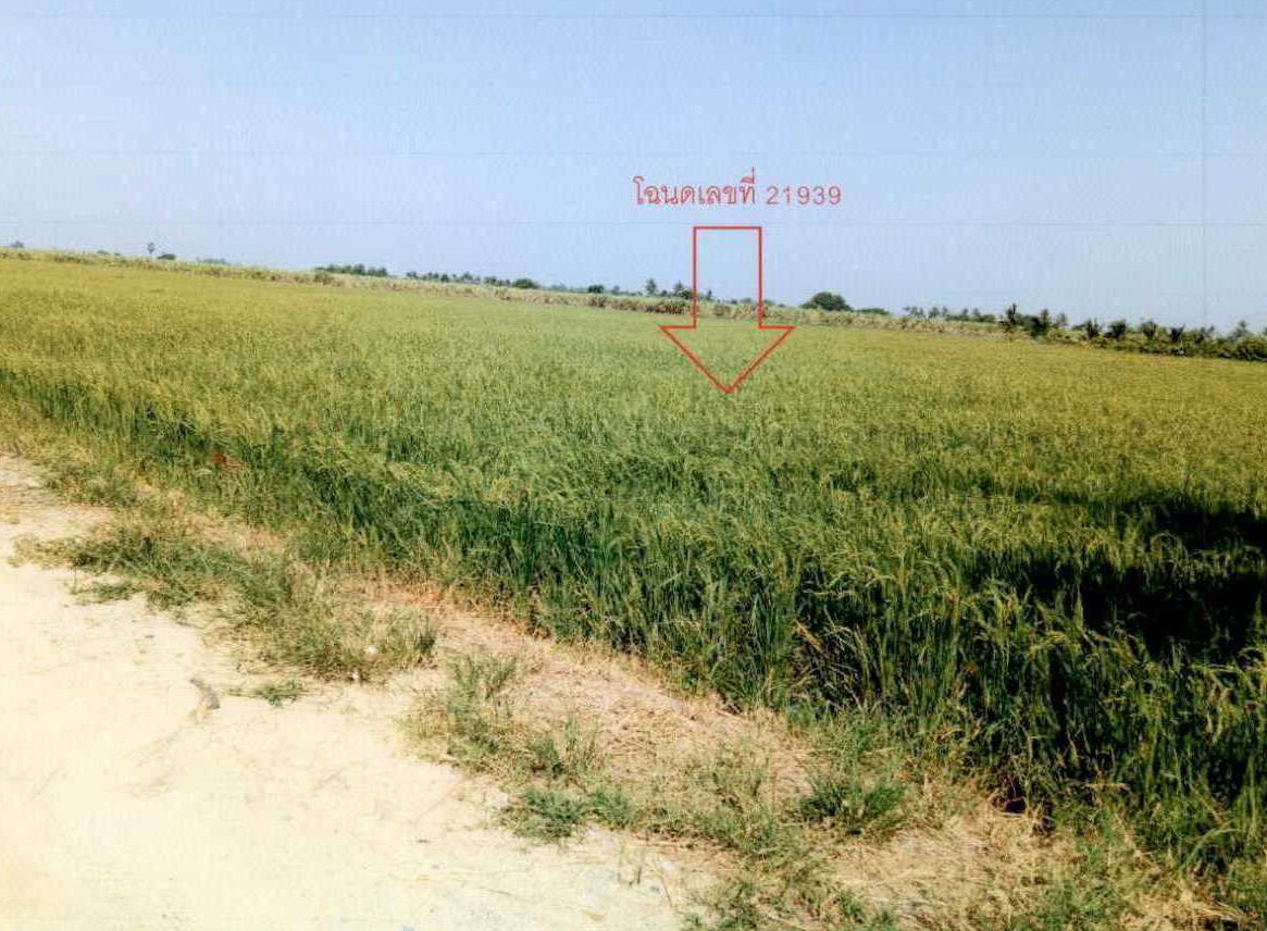 รูปที่ดินว่างเปล่า วังลึก สามชุก สุพรรณบุรี