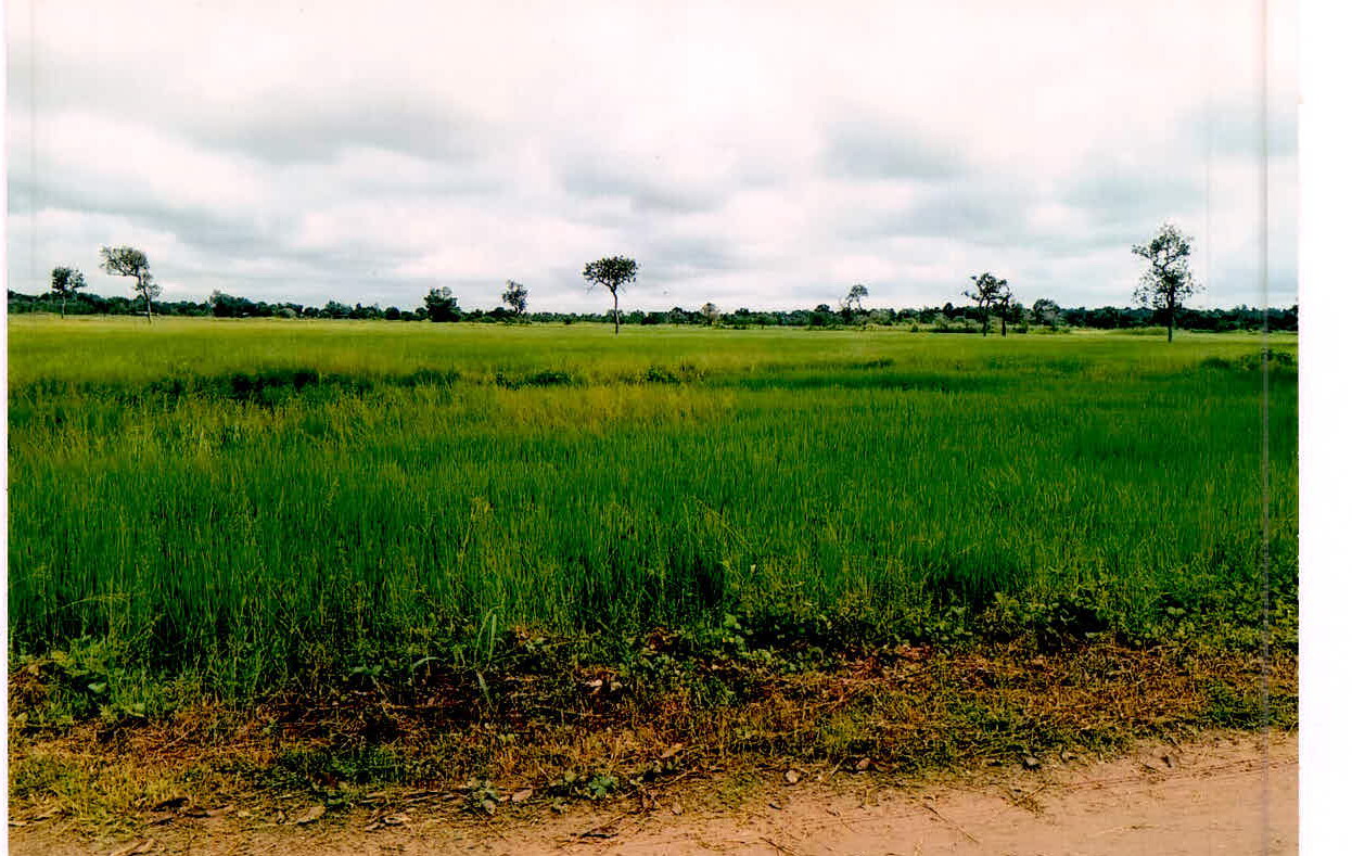 รูปที่ดินว่างเปล่า ลิ้นฟ้า ยางชุมน้อย ศรีสะเกษ