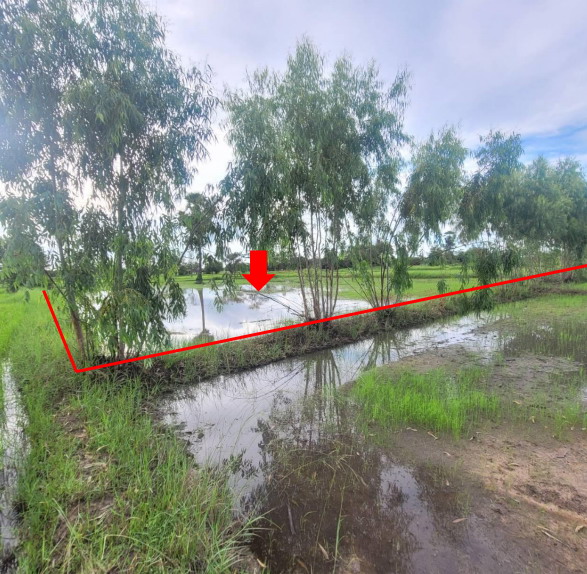 รูปที่ดินว่างเปล่า ยางโยภาพ ม่วงสามสิบ อุบลราชธานี