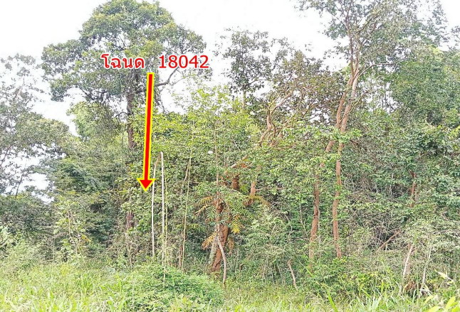 รูปที่ดินว่างเปล่า หนองเหล่า เขื่องใน อุบลราชธานี