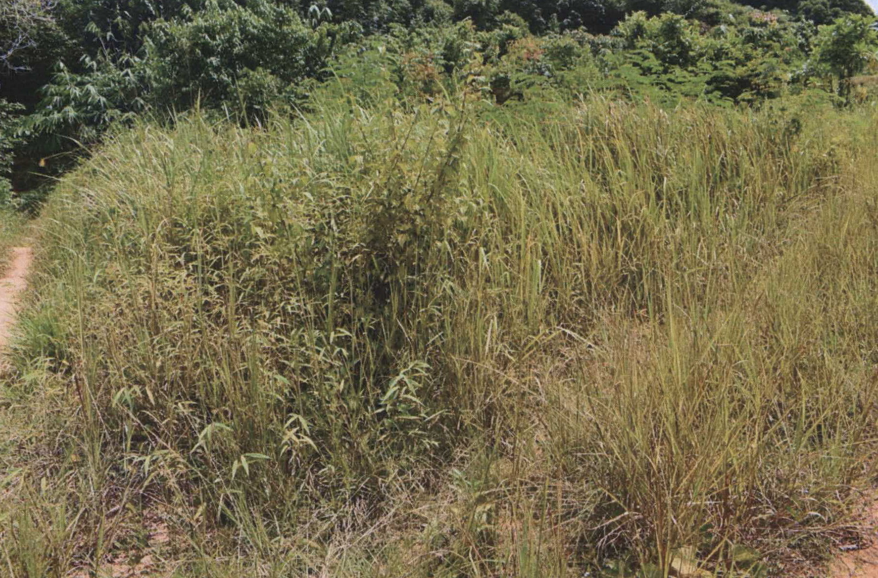 รูปที่ดินว่างเปล่า วัดประดู่ เมืองสุราษฎร์ธานี สุราษฎร์ธานี