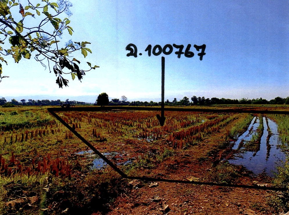 รูปที่ดินว่างเปล่า วังธง เมืองแพร่ แพร่