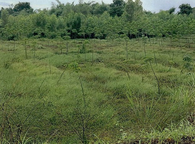 รูปที่ดินว่างเปล่า พนอม ท่าอุเทน นครพนม