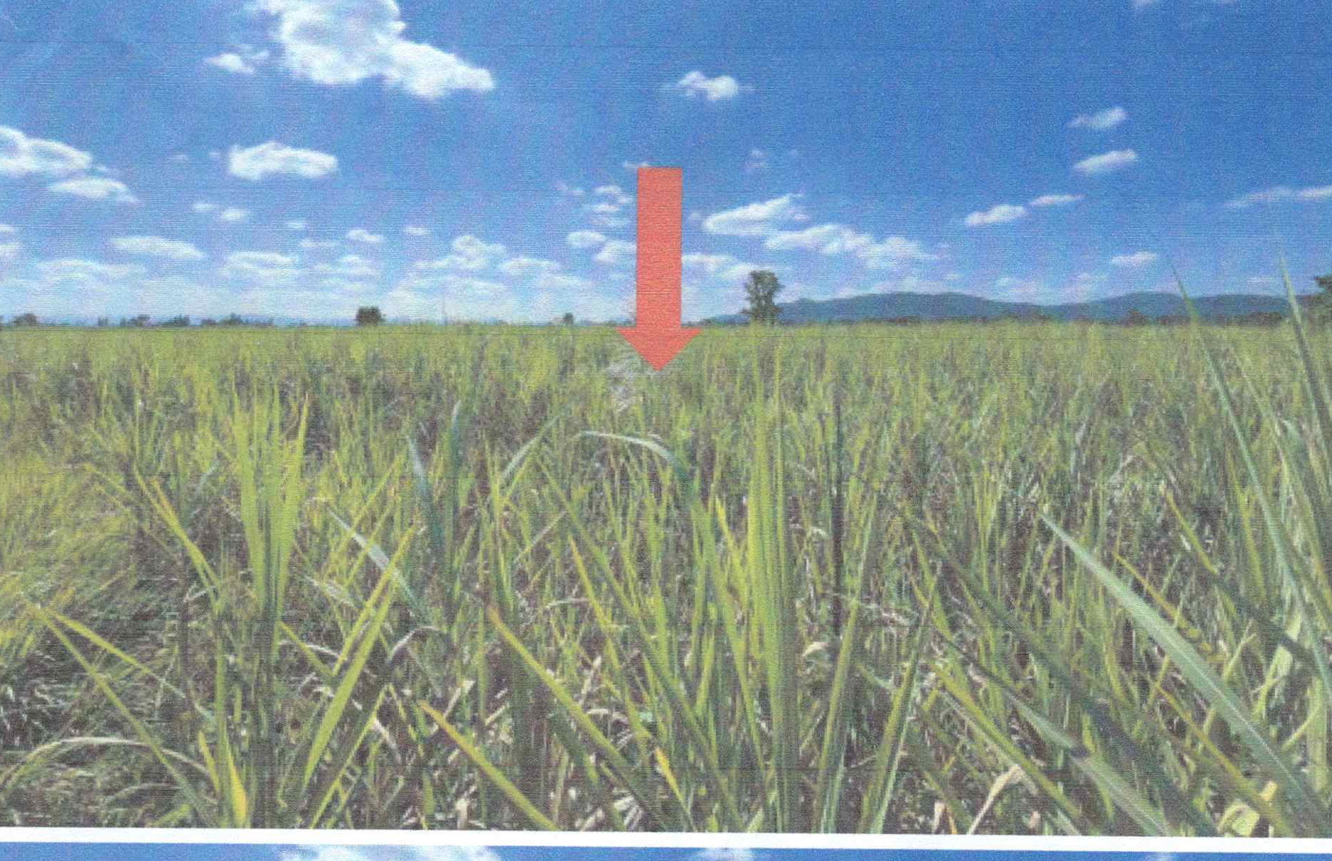 รูปที่ดินว่างเปล่า หนองหญ้าปล้อง วังสะพุง เลย