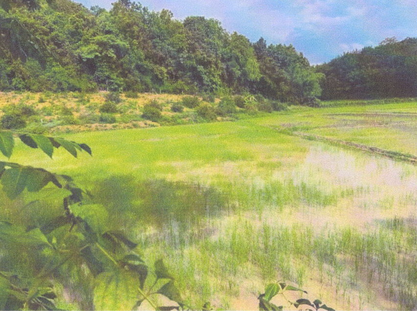 รูปที่ดินว่างเปล่า ท่าสาย เมืองเชียงราย เชียงราย