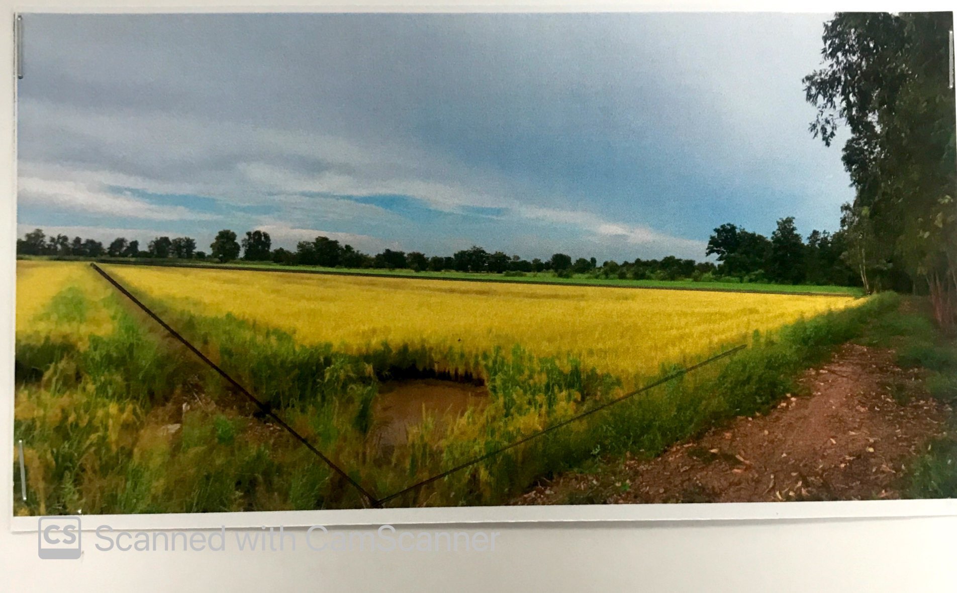 รูปที่ดินว่างเปล่า หนองกุลา บางระกำ พิษณุโลก