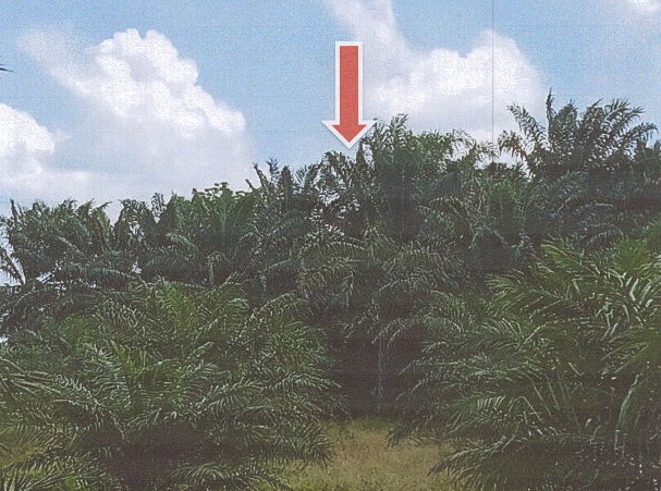 รูปที่ดินว่างเปล่า ทรายขาว คลองท่อม กระบี่