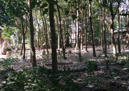 รูปที่ดินว่างเปล่า สามผง ศรีสงคราม นครพนม