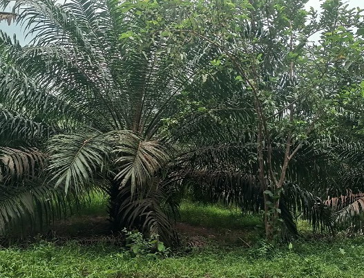 รูปที่ดินว่างเปล่า หนองบ่อ ย่านตาขาว ตรัง
