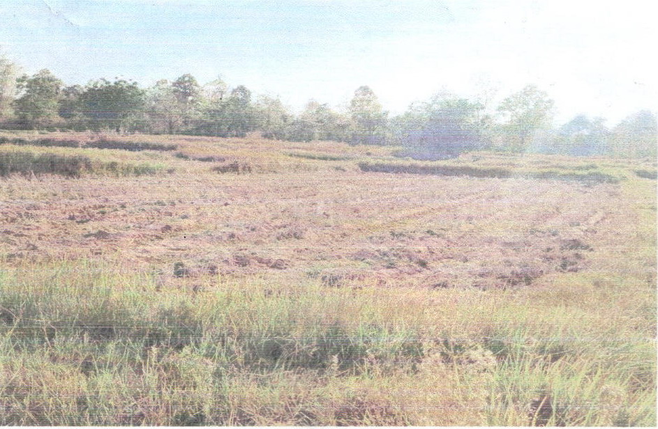 รูปที่ดินว่างเปล่า นาฝาย เมืองชัยภูมิ ชัยภูมิ