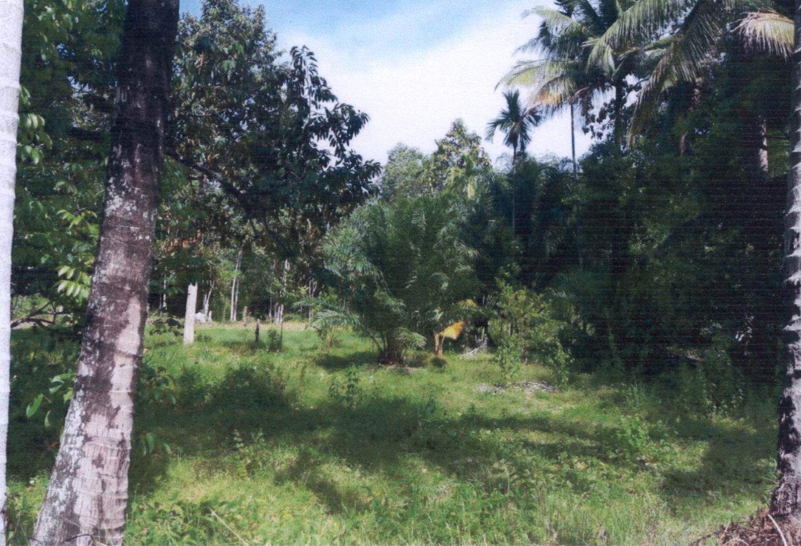 รูปที่ดินว่างเปล่า ปะลุกาสาเมาะ บาเจาะ นราธิวาส