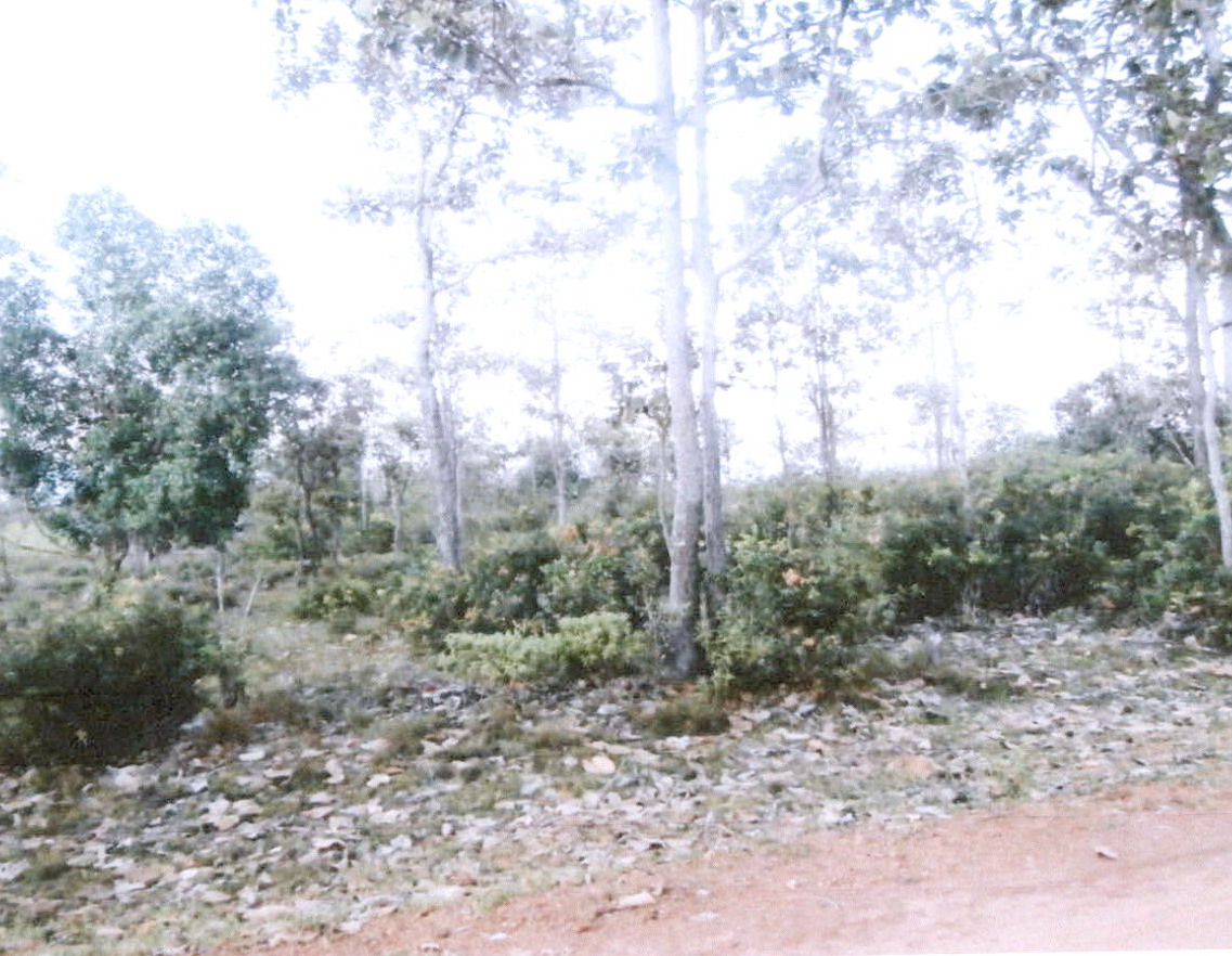 รูปที่ดินว่างเปล่า คำเตย เมืองนครพนม นครพนม