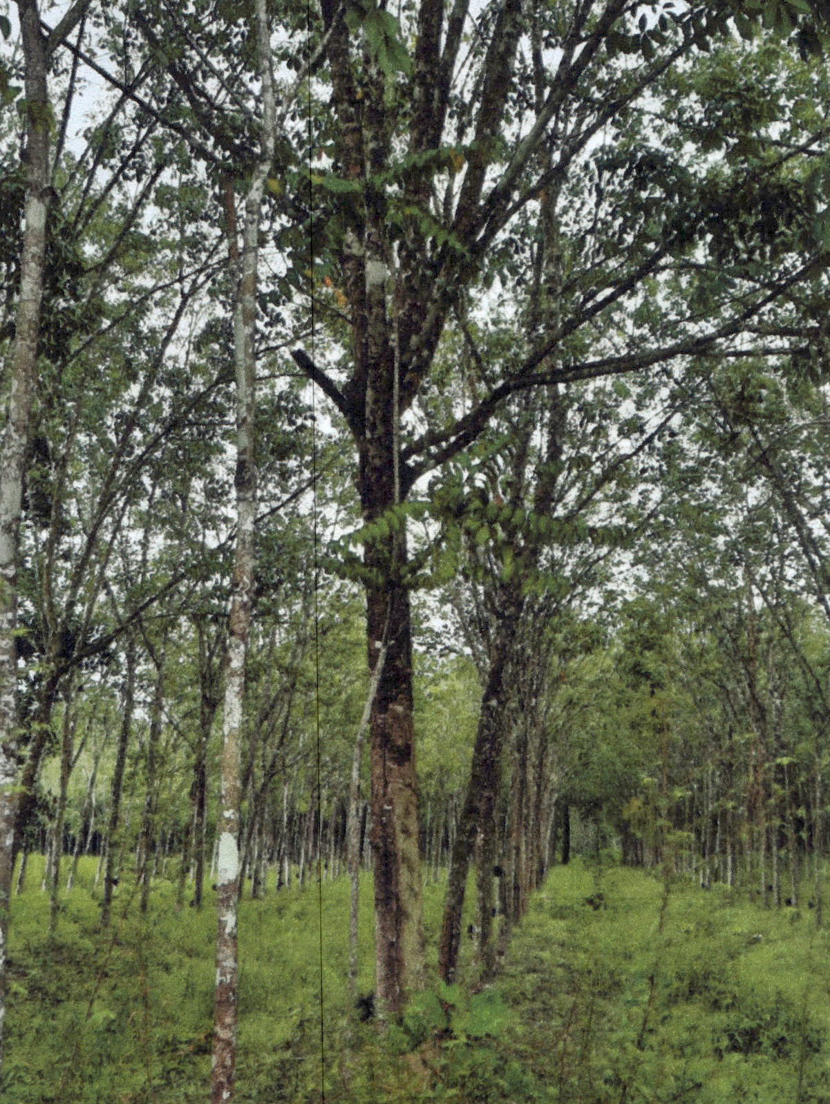 รูปที่ดินว่างเปล่า หนองธง ป่าบอน พัทลุง