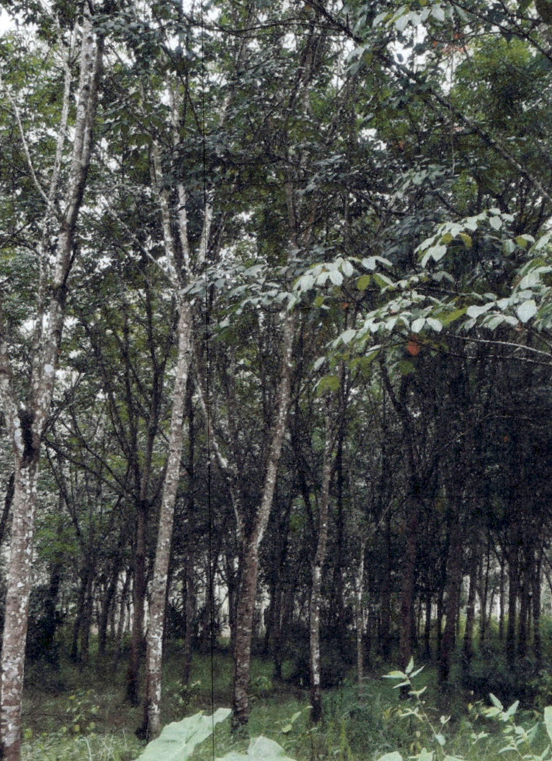 รูปที่ดินว่างเปล่า หนองธง ป่าบอน พัทลุง