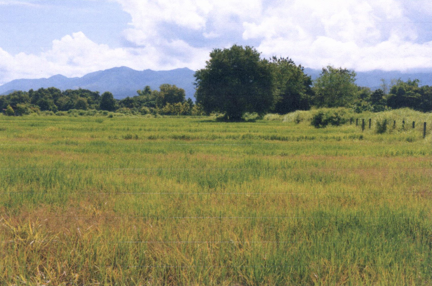 รูปที่ดินว่างเปล่า เหมืองหม้อ เมืองแพร่ แพร่