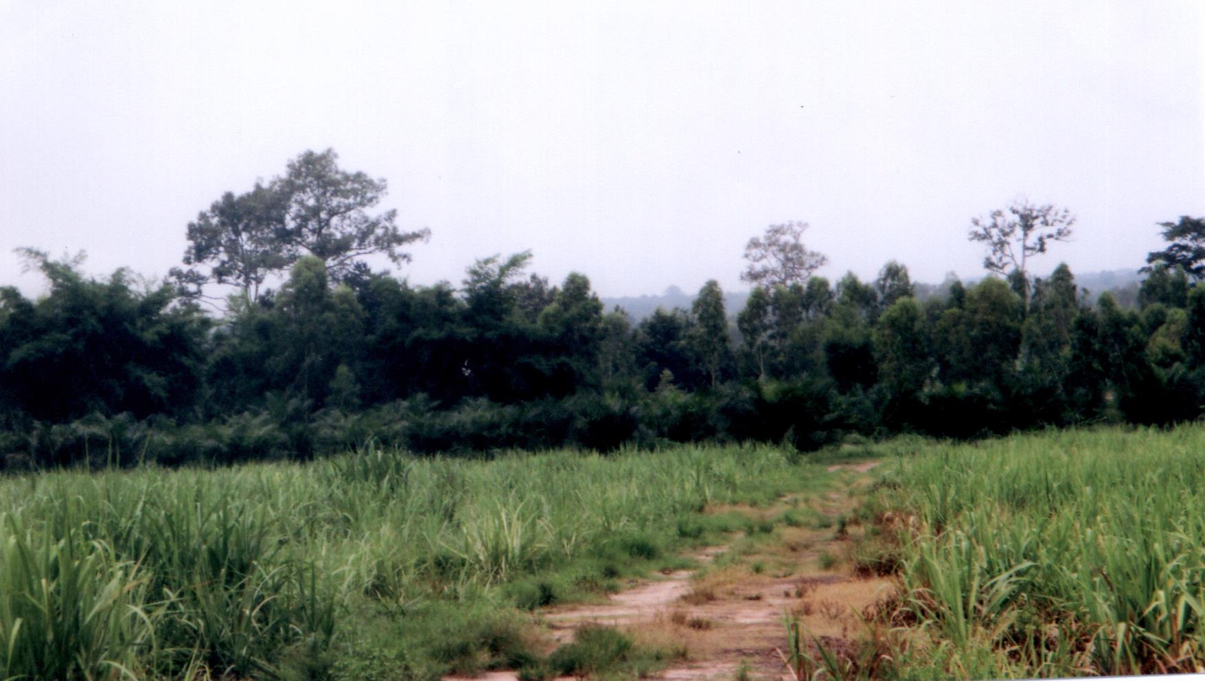 รูปที่ดินว่างเปล่า หนองหลัก ไชยวาน อุดรธานี