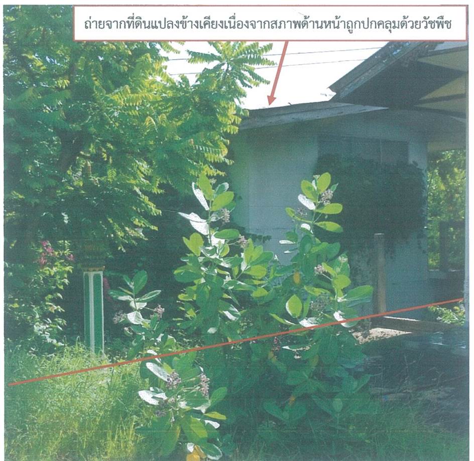 รูปที่ดินพร้อมสิ่งปลูกสร้าง แพรกศรีราชา สรรคบุรี ชัยนาท