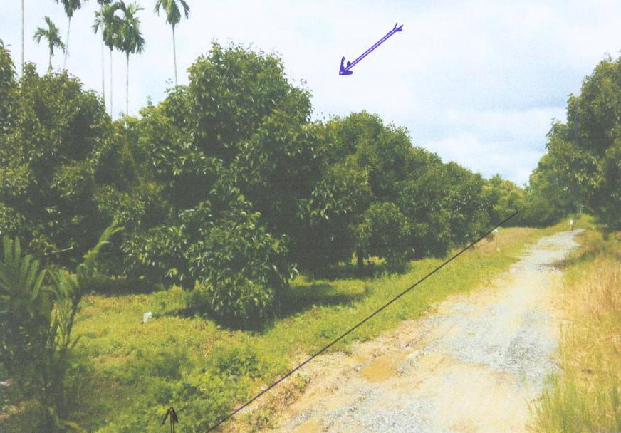 รูปที่ดินว่างเปล่า นาทราย เมืองนครศรีธรรมราช นครศรีธรรมราช
