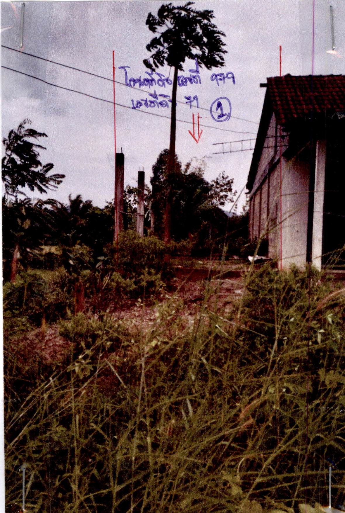 รูปที่ดินว่างเปล่า คลองชะอุ่น พนม สุราษฎร์ธานี