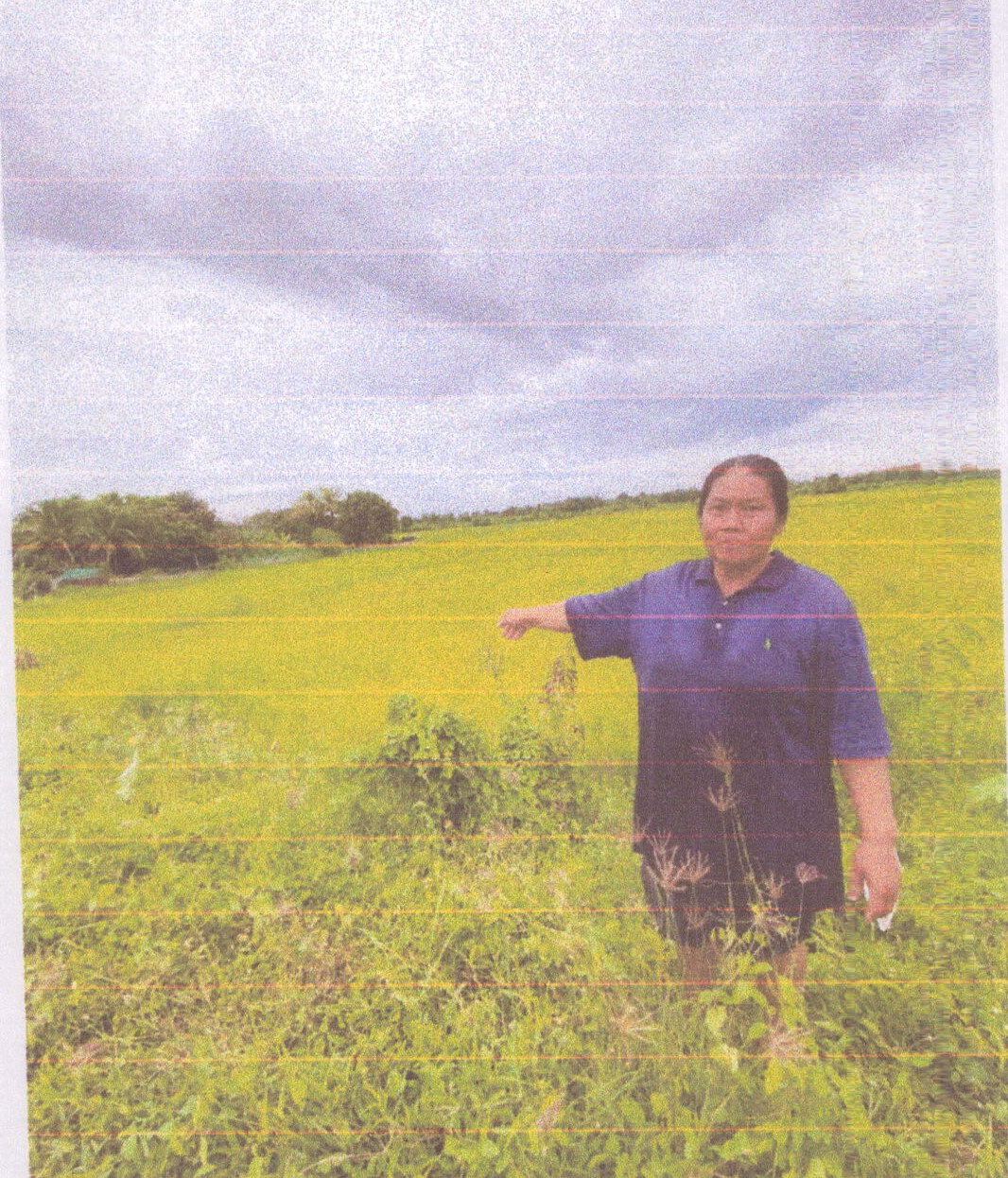 รูปที่ดินว่างเปล่า หนองบัวระเหว หนองบัวระเหว ชัยภูมิ