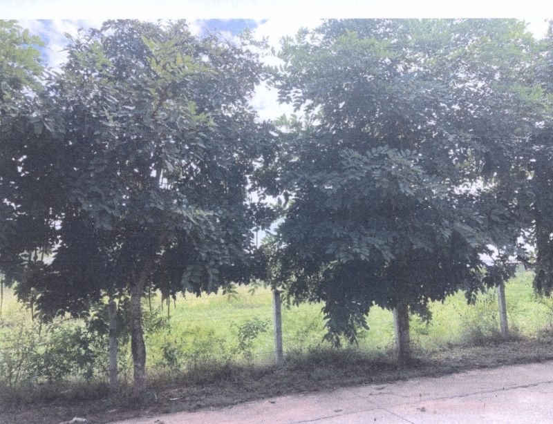 รูปที่ดินว่างเปล่า เมืองพล พล ขอนแก่น