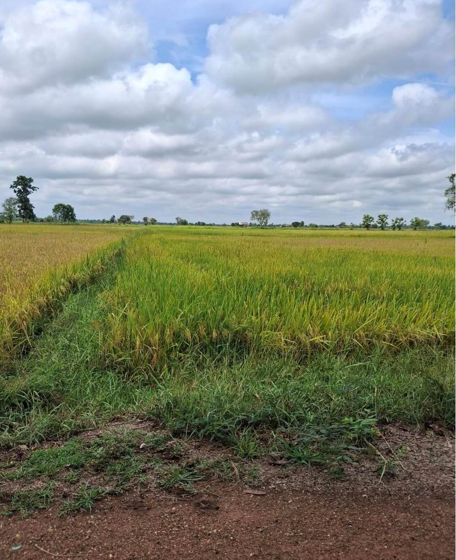 รูปที่ดินว่างเปล่า หนองตูม เมืองขอนแก่น ขอนแก่น