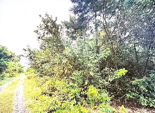 รูปที่ดินว่างเปล่า บึงศาล(คลองซอยที่ 15 ฝั่งตะวันตก) องครักษ์ นครนายก