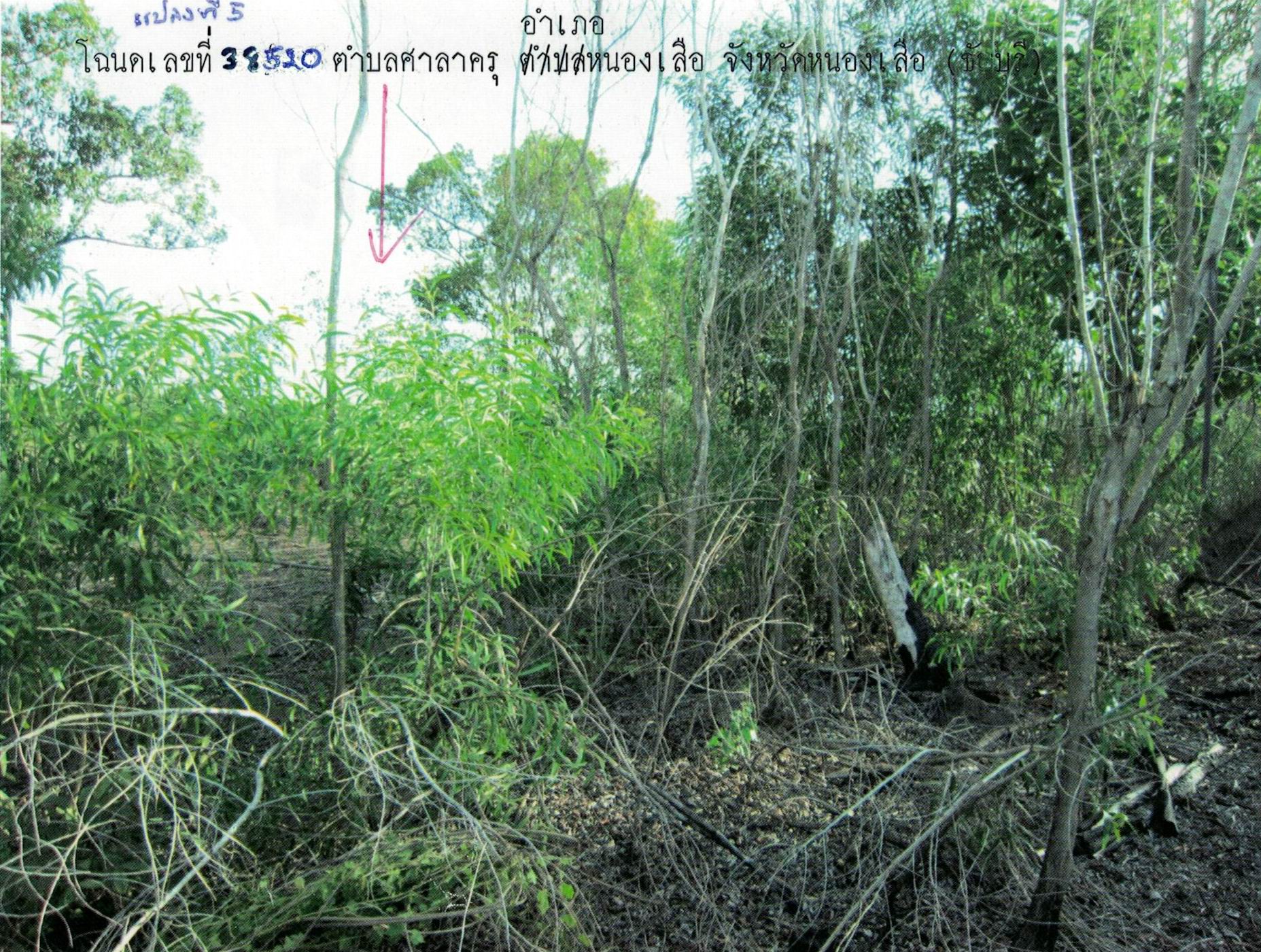 รูปที่ดินว่างเปล่า ศาลาครุ หนองเสือ ปทุมธานี